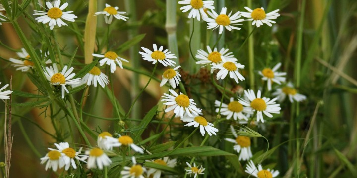 Wildkräuter auf einer Wiese