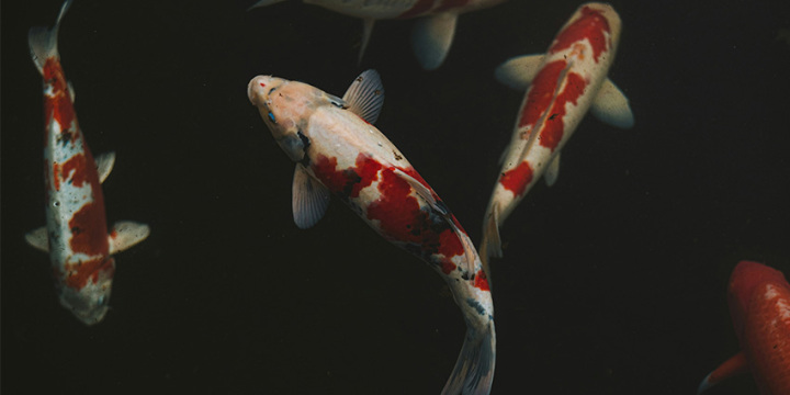 Japanische Tiersymbolik | Japansweltblog | Kois