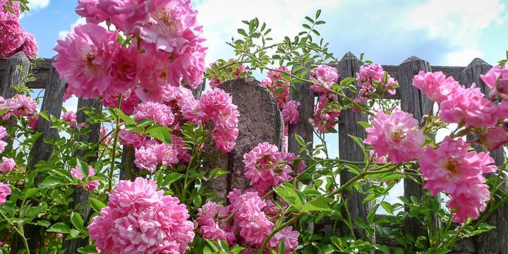 Rosa Blumen im Vorgarten
